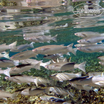 фото из отзыва ID 2713612