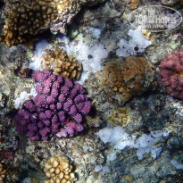 фото из отзыва ID 2713612