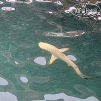 фото из отзыва ID 2713484