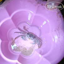 фото из отзыва ID 2713982