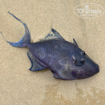 фото из отзыва ID 2714590