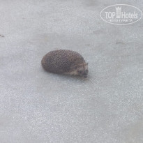 фото из отзыва ID 2714645