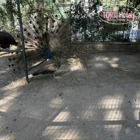 фото из отзыва ID 2714680