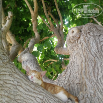 фото из отзыва ID 2714750