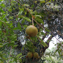 фото из отзыва ID 2714750