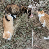 фото из отзыва ID 2714910