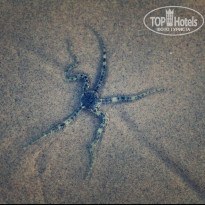 фото из отзыва ID 2715007