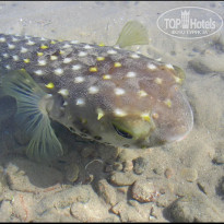 фото из отзыва ID 2715007