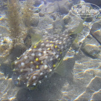 фото из отзыва ID 2715007