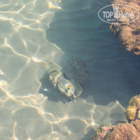 фото из отзыва ID 2715007