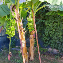 фото из отзыва ID 2715102