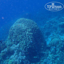 фото из отзыва ID 2715295