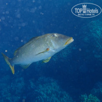 фото из отзыва ID 2715295