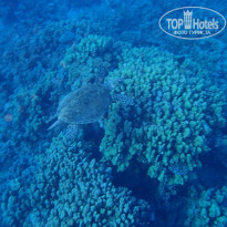 фото из отзыва ID 2715295