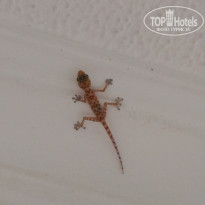 фото из отзыва ID 2712490