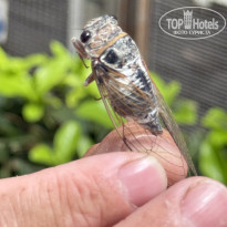 фото из отзыва ID 2715636