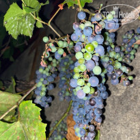 фото из отзыва ID 2715695