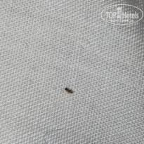 фото из отзыва ID 2715804