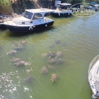 фото из отзыва ID 2715888