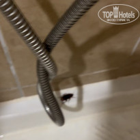 фото из отзыва ID 2715985