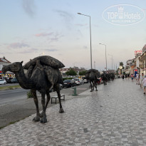 фото из отзыва ID 2716112