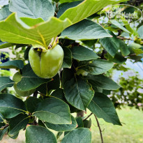 фото из отзыва ID 2716146