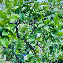 фото из отзыва ID 2716146