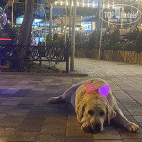 фото из отзыва ID 2716605