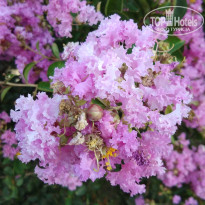 фото из отзыва ID 2716738