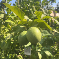 фото из отзыва ID 2716832