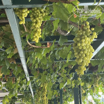 фото из отзыва ID 2716832