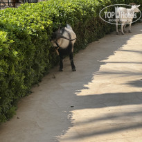 фото из отзыва ID 2717010