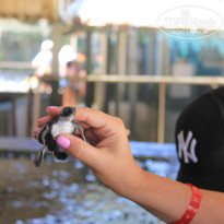 фото из отзыва ID 2716123