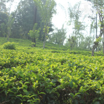 фото из отзыва ID 2716123