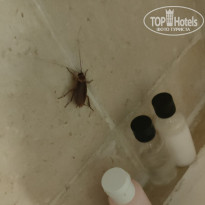 фото из отзыва ID 2717085