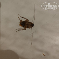 фото из отзыва ID 2717085