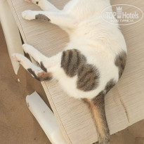 фото из отзыва ID 2717145