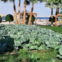 фото из отзыва ID 2717237