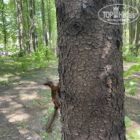 фото из отзыва ID 2717541