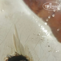 фото из отзыва ID 2717672