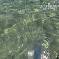 фото из отзыва ID 2717409