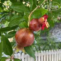 фото из отзыва ID 2717769