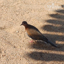 фото из отзыва ID 2710216