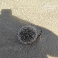 фото из отзыва ID 2718226