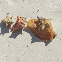 фото из отзыва ID 2718226