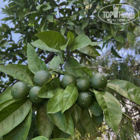 фото из отзыва ID 2718323