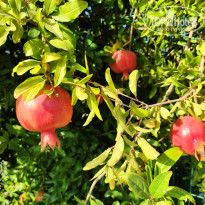 фото из отзыва ID 2718441