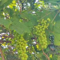 фото из отзыва ID 2718523