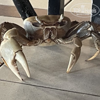 фото из отзыва ID 2718602