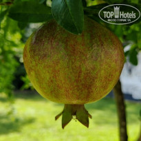 фото из отзыва ID 2718693
